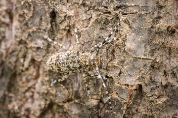 A small longhorn beetle sitting on a piece of wood