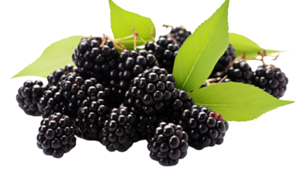 Freshly Picked Blackberries With Green Leaves