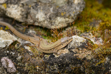 A Dalmatian wall lizard resting on the ground