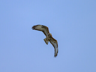 A Common Buzzard flying on a sunny day