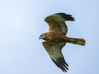 A Western Marsh Harrier flying on a sunny day