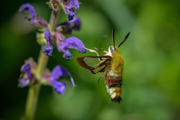 A broad bordered bee hawk moth feeding on a blue flower