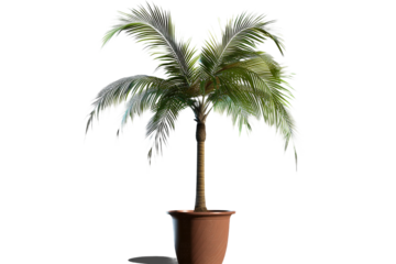 palm tree in a pot isolated on transparent background