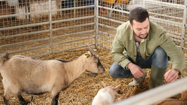 Man farmer feeding goats and goatlings with grains in barn.