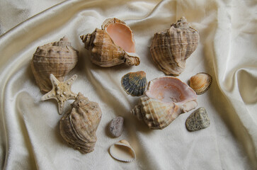 a few seashells and a starfish