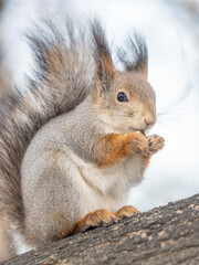 The squirrel with nut sits on tree in the winter or late autumn