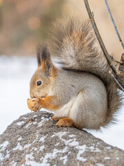 Portrait of a squirrel in winter on white snow background