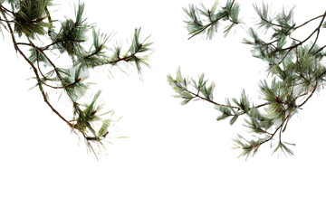 pine branches isolated on transparent background