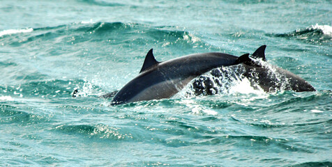 dolphin in the water