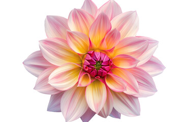 Fototapeta premium pink and yellow flower isolated on transparent background