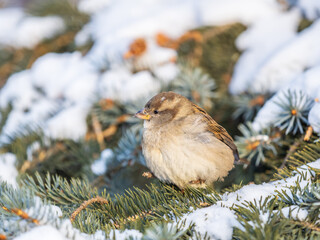 Sparrow sits on a fir branch with snow in winter