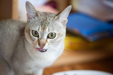 Sitzende Singapura Katze in ihrem Zuhause