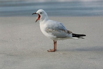Screaming Seagull at the Beach