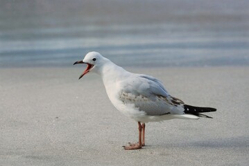 Screaming Seagull at the Beach
