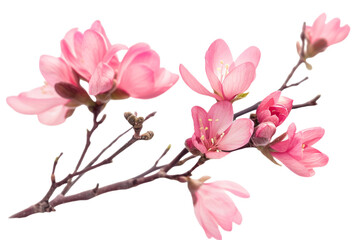 pink buds isolated on transparent background