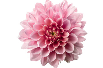Fototapeta premium pink flowers isolated on transparent background