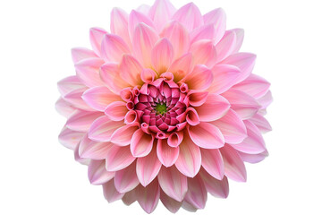 pink flowers isolated on transparent background