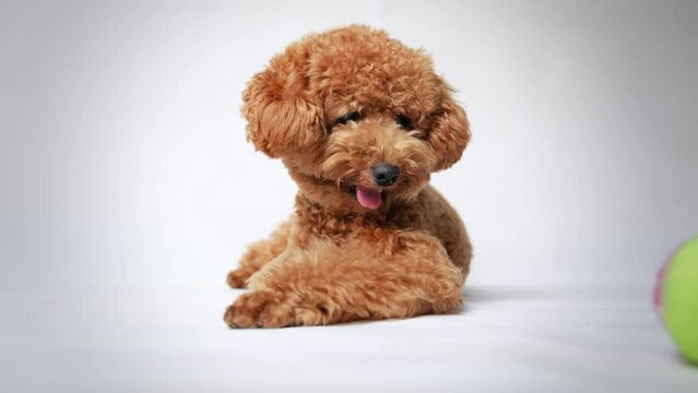Poodle puppy playing with a tennis ball on white background