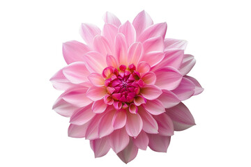 pink flowers isolated on transparent background