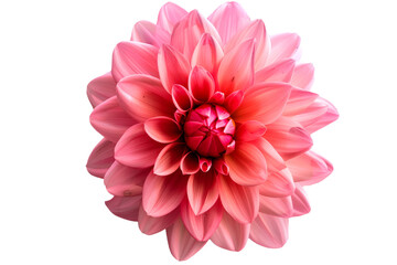 pink flowers isolated on transparent background