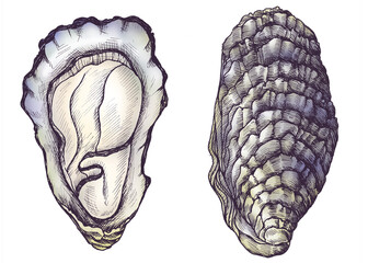 Fototapeta premium Colorful oyster saltwater bivalve png set