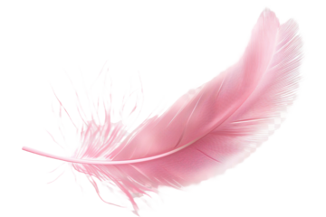 pink feather isolated on transparent background