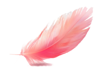 pink feather isolated on transparent background