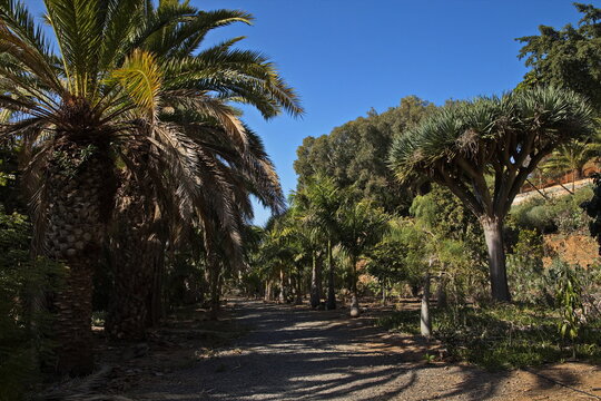 Palm trees in the botanical garden "Jardin de la Marquesa" near Arucas on Gran Canaria,Canary Islands,Spain,Europe
