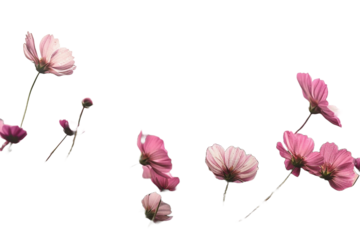 pink flower field isolated on transparent background