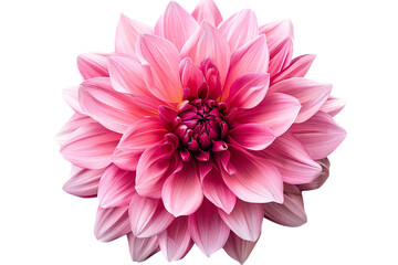 pink flower isolated on transparent background