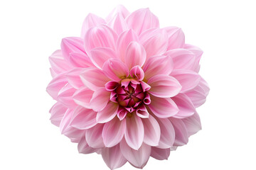 pink flower isolated on transparent background