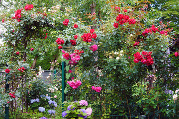 Rosen und Blumen