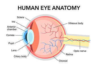 Human eye anatomy diagram in flat design on white background.