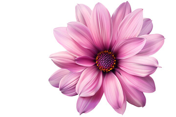 pink flower isolated on transparent background