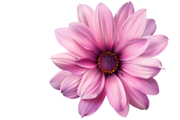 pink flower isolated on transparent background