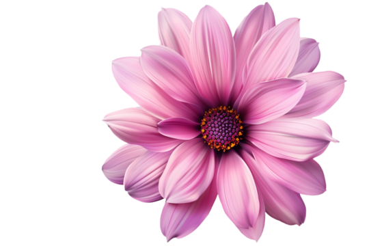 pink flower isolated on transparent background