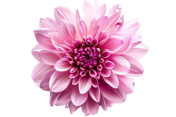 pink flower isolated on transparent background