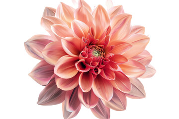 pink flower isolated on transparent background