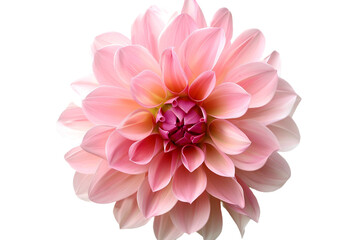 pink flower isolated on transparent background