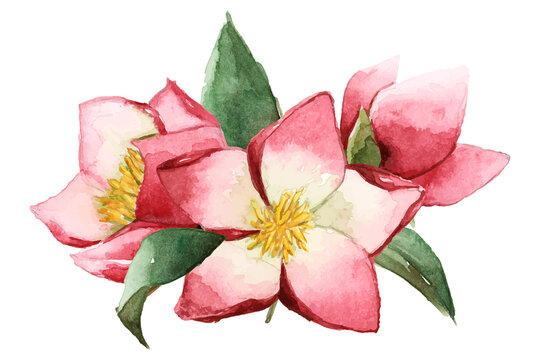 Blooming hellbore png flower sticker, winter watercolor illustration on transparent background