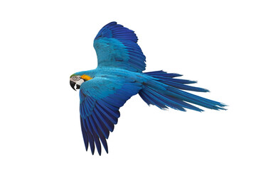 Colorful flying Blue and Gold Macaw parrot isolated on transparent background png file © Passakorn