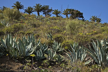 Palms and Agave plants at the hiking track round Caldera Bandama on Gran Canaria,Canary Islands,Spain,Europe
