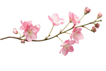 pink flowers isolated on transparent background