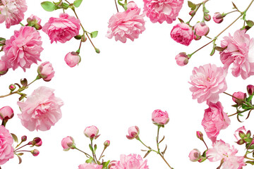 pink flowers isolated on transparent background