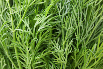 Sprigs of fresh dill as background, closeup view