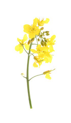 Beautiful yellow rapeseed flowers isolated on white