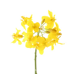 Fototapeta premium Beautiful yellow rapeseed flowers isolated on white