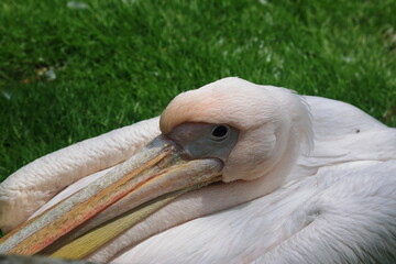 pelican wild bird animal
