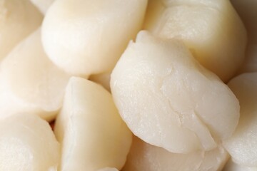 Fresh raw scallops as background, closeup view