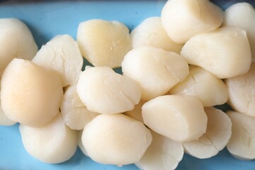 Fresh raw scallops on plate, top view